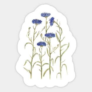 Cornflowers Sticker